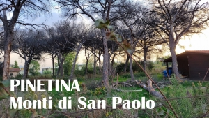 PINETINA DEI MONTI DI SAN PAOLO (dopo 2 mesi dall&#039;atto vandlico)